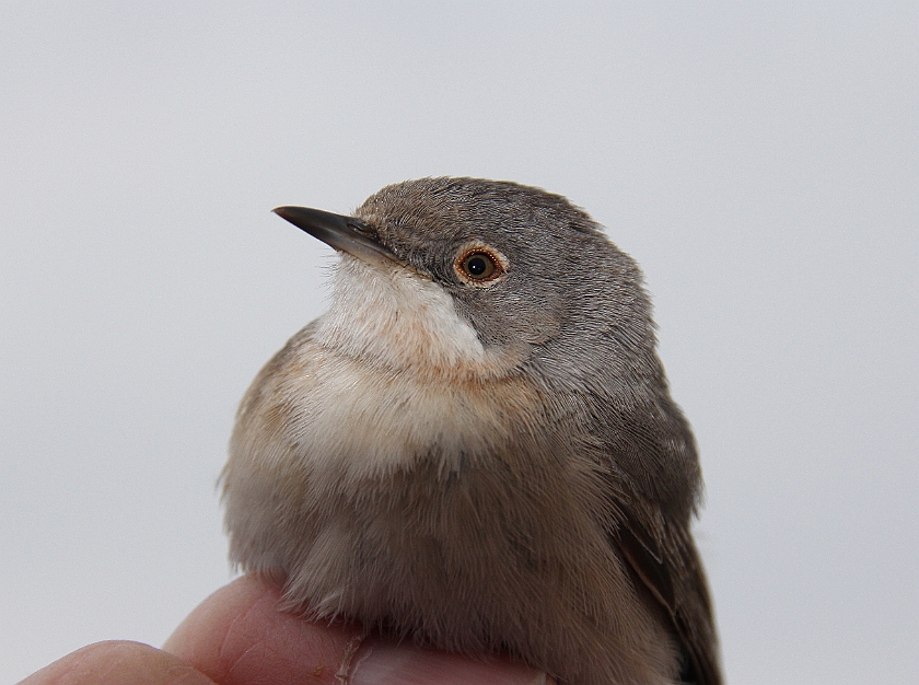 Subalpine Warbler, Sundre 20120427